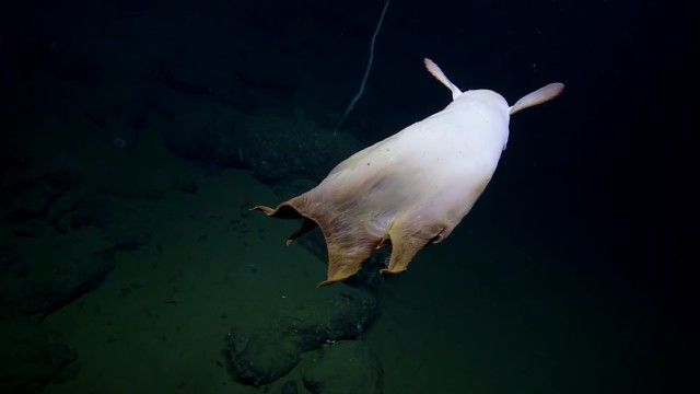 umbrellaoctopus8_e