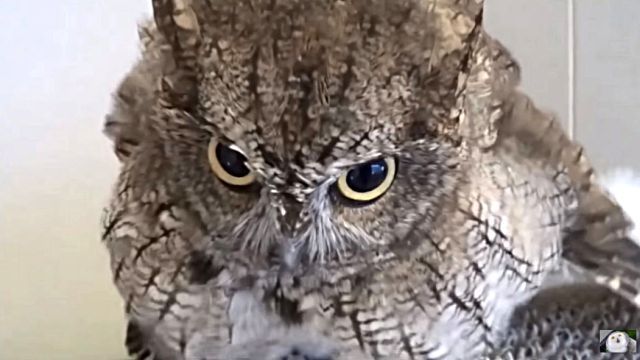 owlbaby6