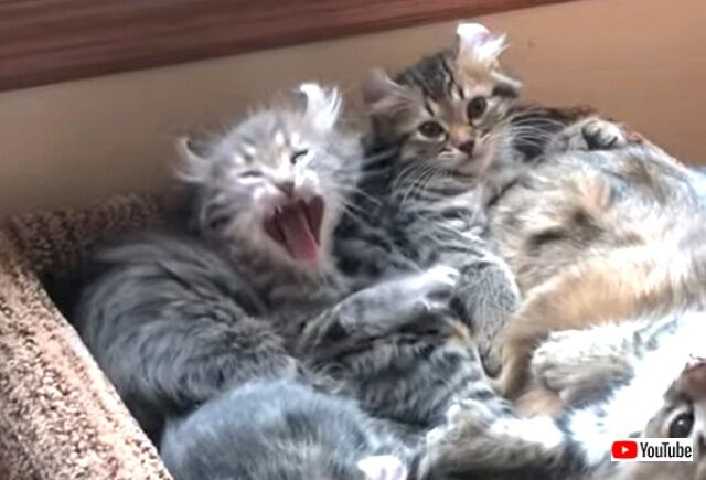 yawn2_640