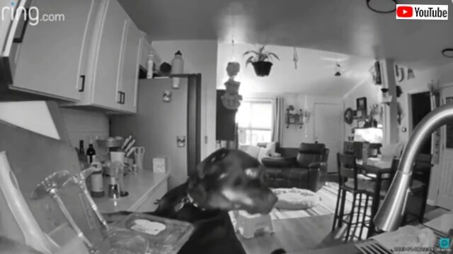 20240305_114617_batch