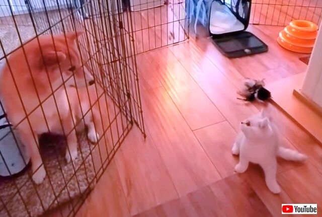 dognkitten4_640