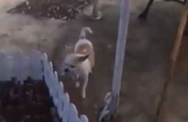 Dogburiesherdeadpup3_e