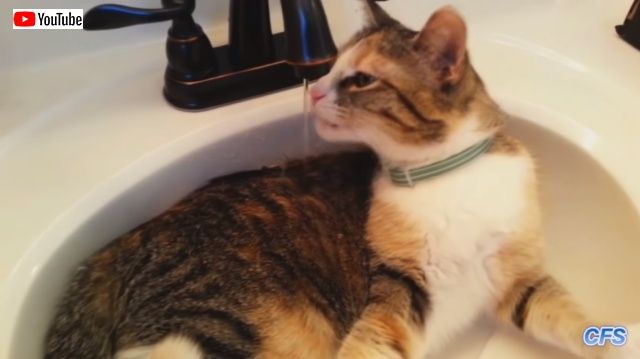 drinkingcat4_640