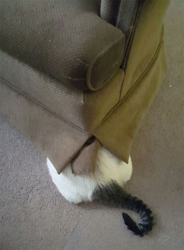 funny-idiot-cats-251-5ae04741a4946__605_e