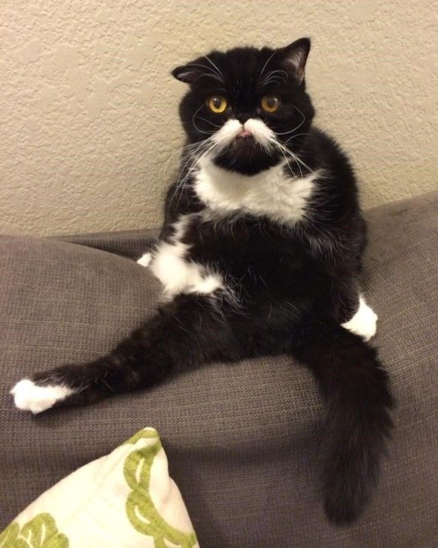 mustaches9_e