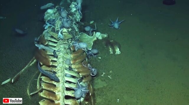 spookiestdeepsea1_640