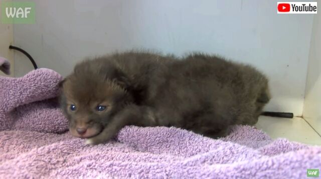 babyfoxes6_640