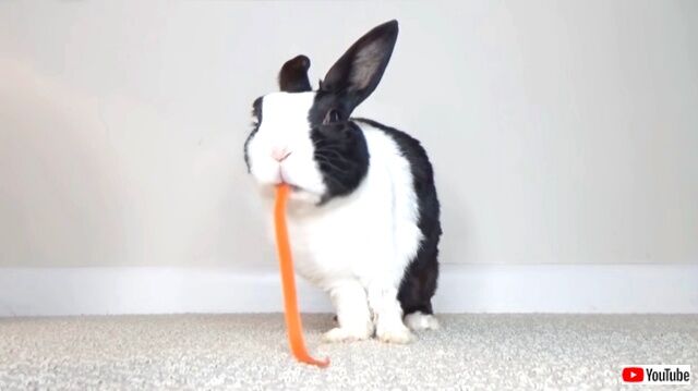 carrotpoop4_640
