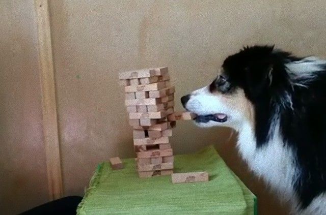 jenga0_e