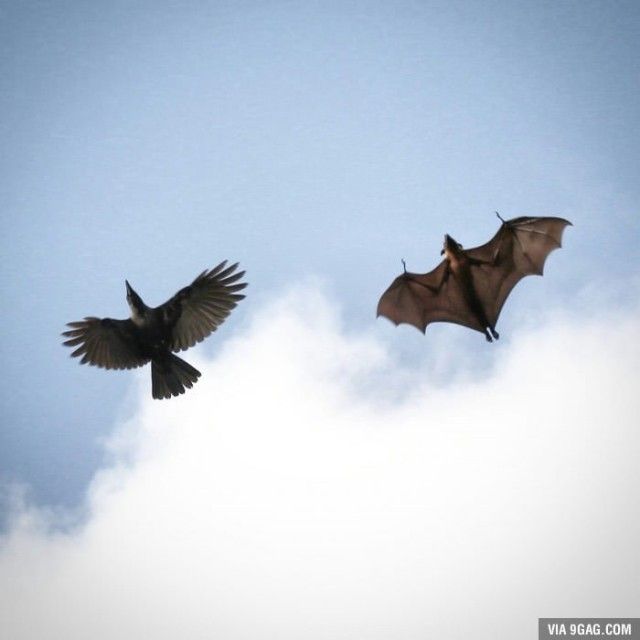 animalfacts12_e