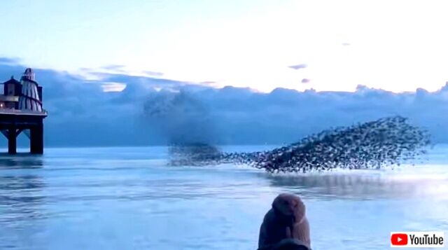 bestpets20210511_6_640