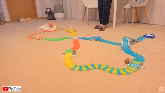 catsvsracingcar1_640