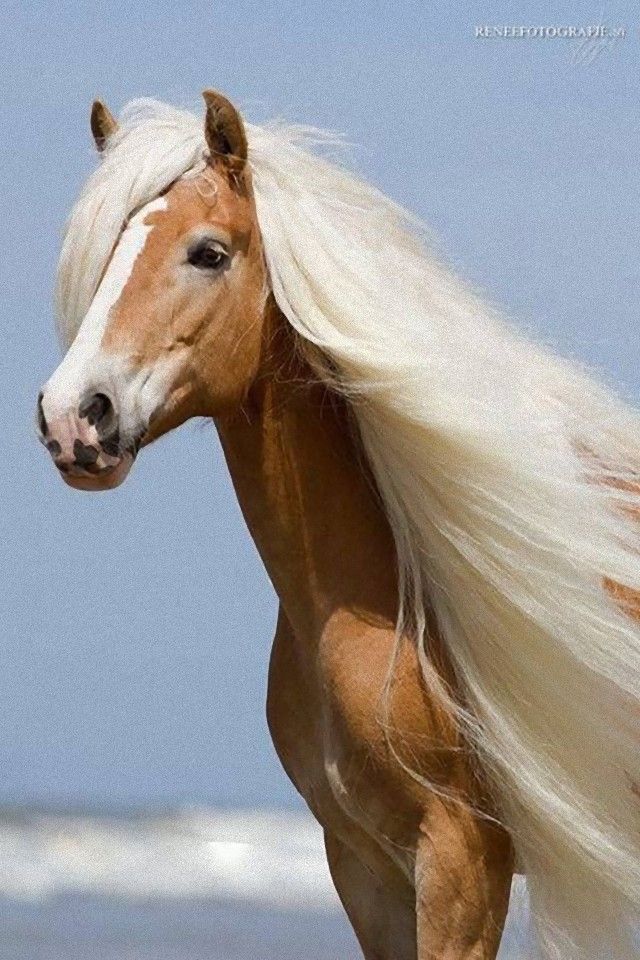 horse1_e