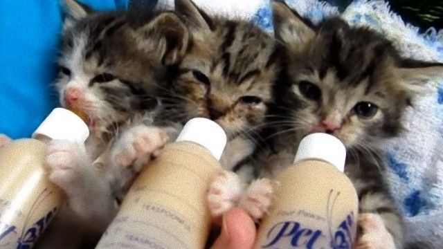 見てよし、聞いて良し。生まれたばかりの子猫、三匹揃ってミルクちゅうちゅう。