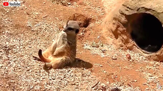 meerkat2_640