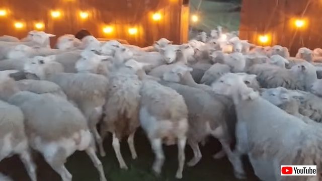 sheep1_batch