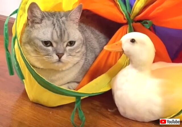 kittynduck4_640