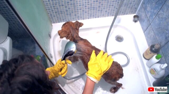 puppyfolloweushome9_640