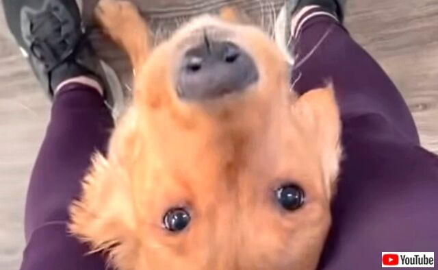 dogexcited4_640