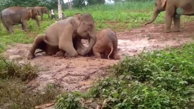 babyelephant4_e
