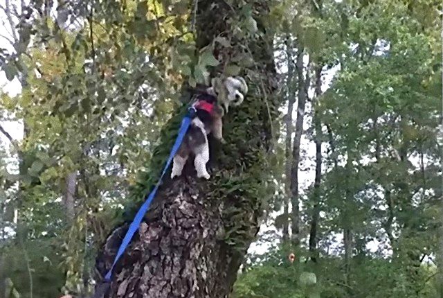 dogdaysofsummer3_e