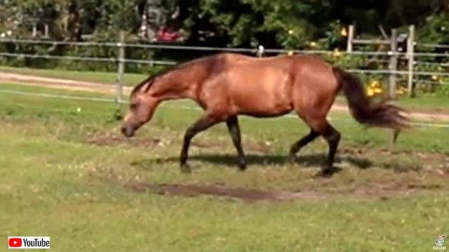 horsenbutterfly3_640