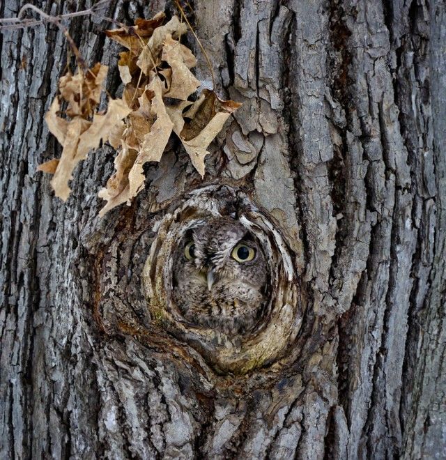 owl-photography-19__880_e