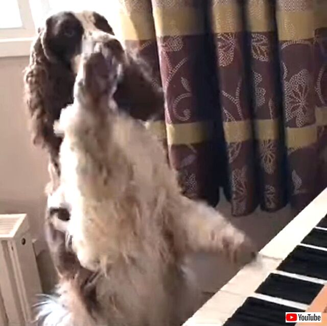 dogplayspiano2_640