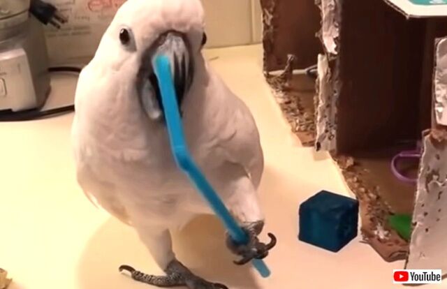 funnybirds2_640