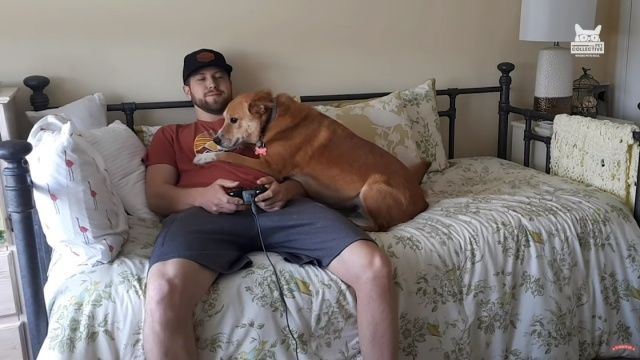 bestpets_june_8_batch