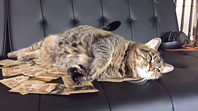moneycat3