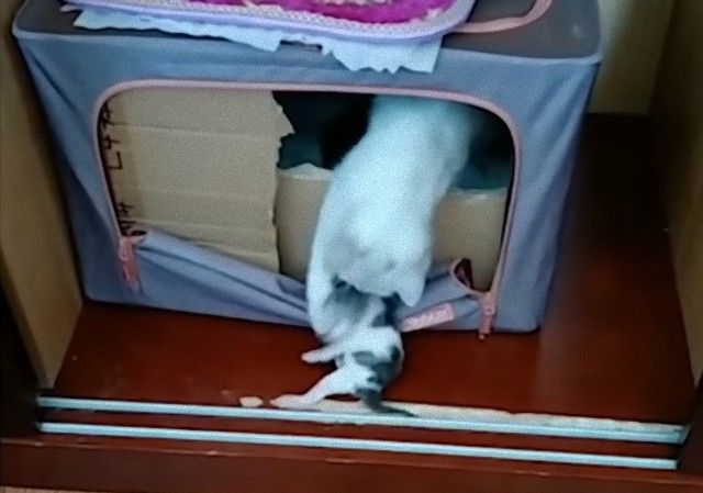 mothercats3_e