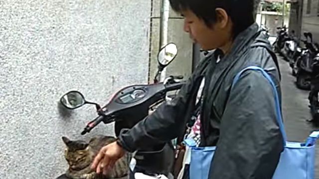taipeicat2
