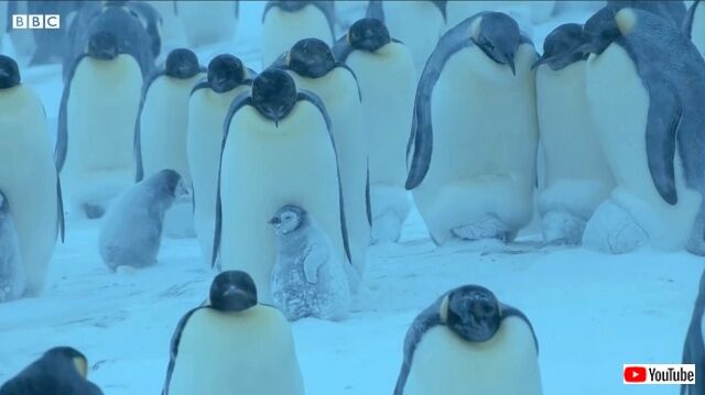 penguin2_640