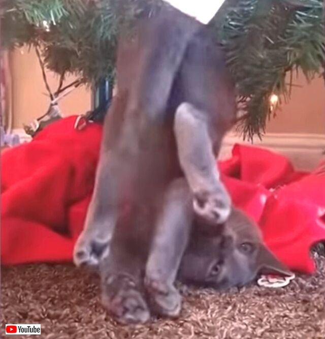 funnymoments6_640