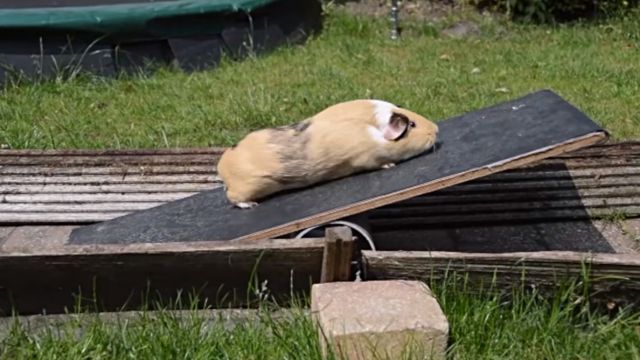 guineapigolympics2