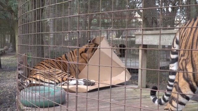 tigervsbox4_e