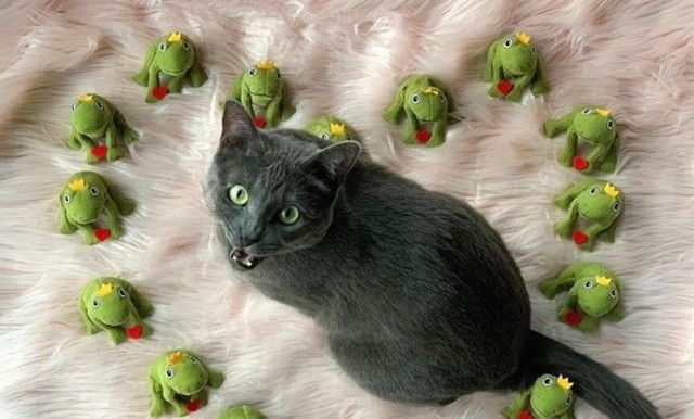 mochifrog0_e