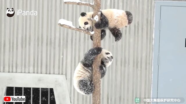 snowpandas3_640