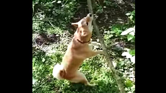 shiba3