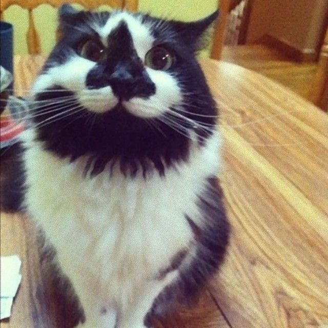 mustaches8_e