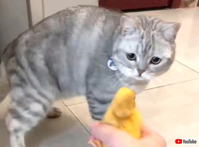 kittynduck1_640