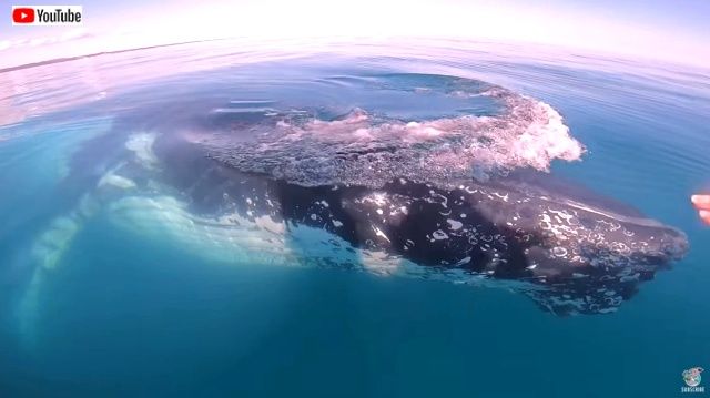 frendlywhales6_640