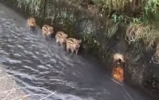 littleboarpiglets1_e