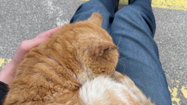 車が故障して途方に暮れていたら、野良猫がお膝にやってきた…。これって運命の出会いなの？甘えん坊な野良猫に関する海外の反応
