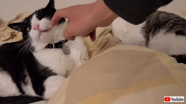 donttouchmeow3_640