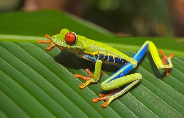 tree-frog-69813_960_720-1_e