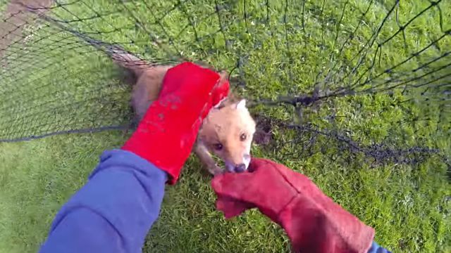 foxrescue6