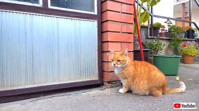 catsrbestfriends6_640