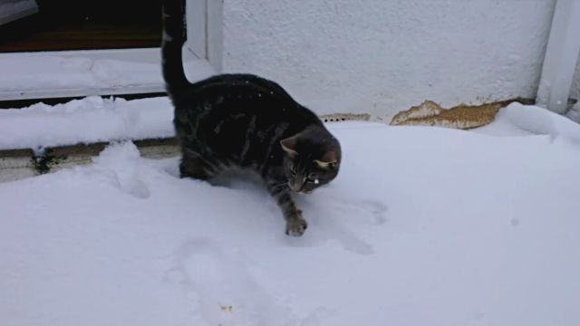 catmeetssnow3